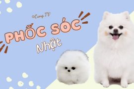 chó Phốc Sóc Nhật mini