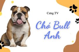 giá chó bull anh