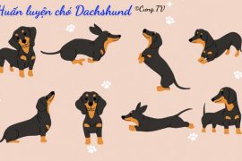 huấn luyện chó dachshund