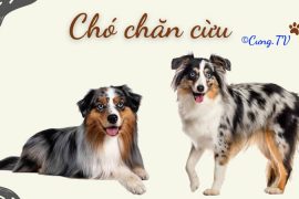 chó chăn cừu úc