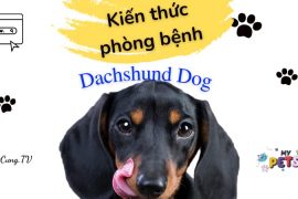 phòng tránh bệnh cho chó dachshund